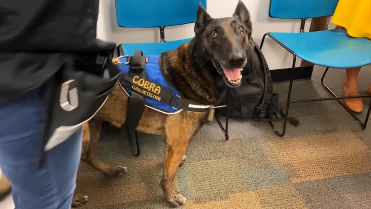 Aeropuerto de Miami es el primero del país en tener perros que detectan el coronavirus