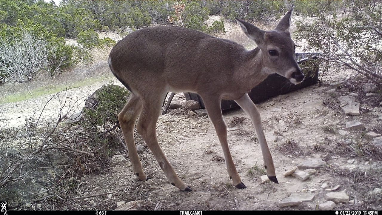 El parque instaló cámaras en áreas donde hay abrevaderos naturales y otros creados por la administración de esta zona natural, para captar a las especies que viven en las cercanías.