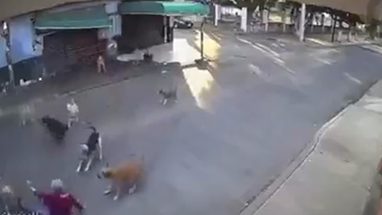 Video: Mujer de la tercera edad es atacada por aproximadamente 15 perros en México
