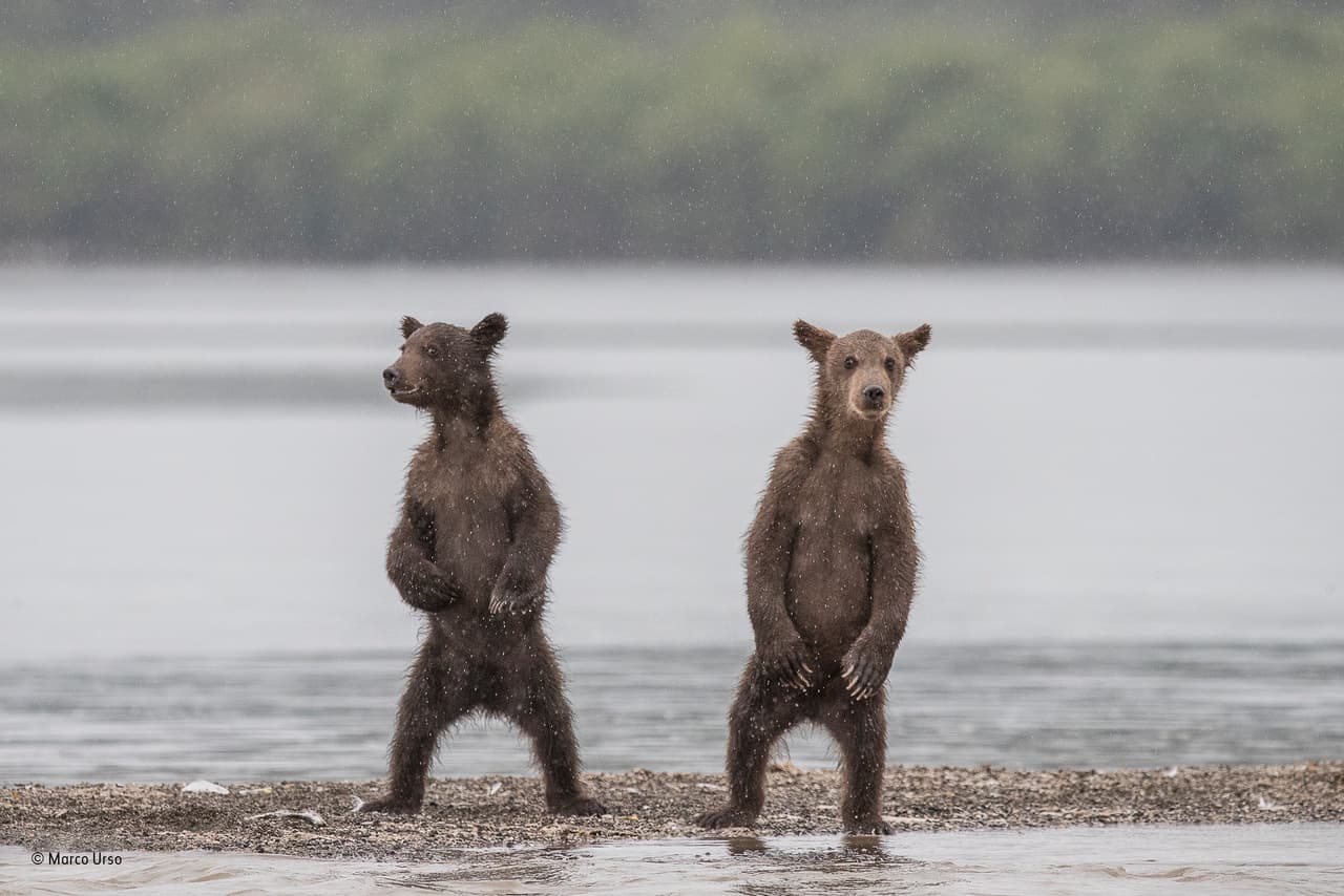 Millones de salmones se reproducen cada año en el lago Kuril, en la parte sur de la península de Kamchatka, Rusia, que atrae a un gran número de osos pardos. El autor de la fotografía, Marco Urso, notó lo curiosos que eran estos dos osos pardos y fue capaz de capturar el momento en que ambos se pararon sobre sus patas traseras para observar lo que él estaba haciendo. La lluvia que caía sobre el lago añadía una atmósfera extra a la escena.
<br>
<b>Fotografía: Marco Urso / Museo de Historia Natural</b>