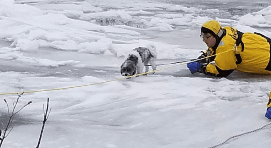 Valió la pena todo el esfuerzo, pues al final el cuerpo de bomberos pudo compartir estas fotografías en su página de Facebook, con un mensaje de júbilo, celebrando que
<b>pudieron rescatar al perro.</b>