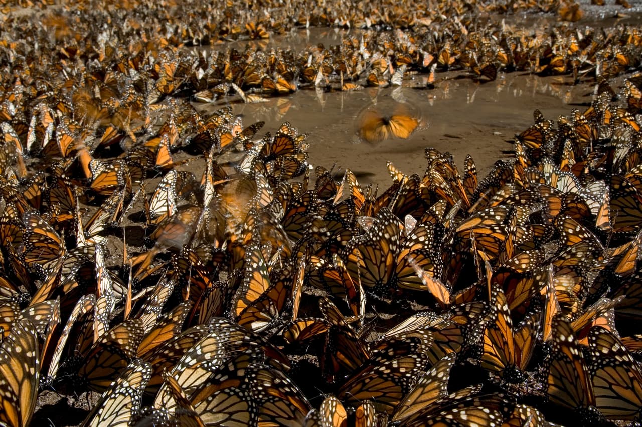 Fueron identificadas nueve colonias de mariposa monarca en diferentes santuarios ubicados en los bosques de México, donde hibernan cada año. De hechas, tres colonias del lado de Michoacán, seis colonias del lado del Estado de México.≠