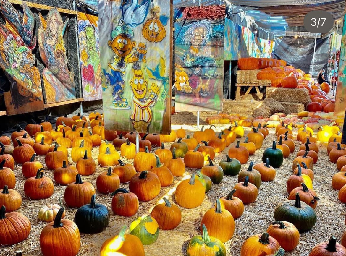 <b>Toluca Lake’s Pumpkin Festival</b>
<br>Este huerto de calabazas en Toluca Lake es todo un festival otoñal con calabazas que pesan hasta 150 libras. También hay calabazas para tallar que comienzan en $10.
<br>
<br>También la familia puede visitar el área de los animales donde encontrarán a una alpaca bebé, lechones, cabras y patos por el precio de $7. Y por $10 los jóvenes y adultos pueden ingresar a los laberintos.
<br>
<br>
<b>Dónde:</b>
<a href="https://maps.apple.com/?q=34.15256%2C-118.36174">10601 Riverside Drive, North Hollywood, California 91602</a>
<br>
<b>Horario:</b> Hasta el 31 de octubre (8am-9pm)
<br>
<b>Costo: </b>Gratis