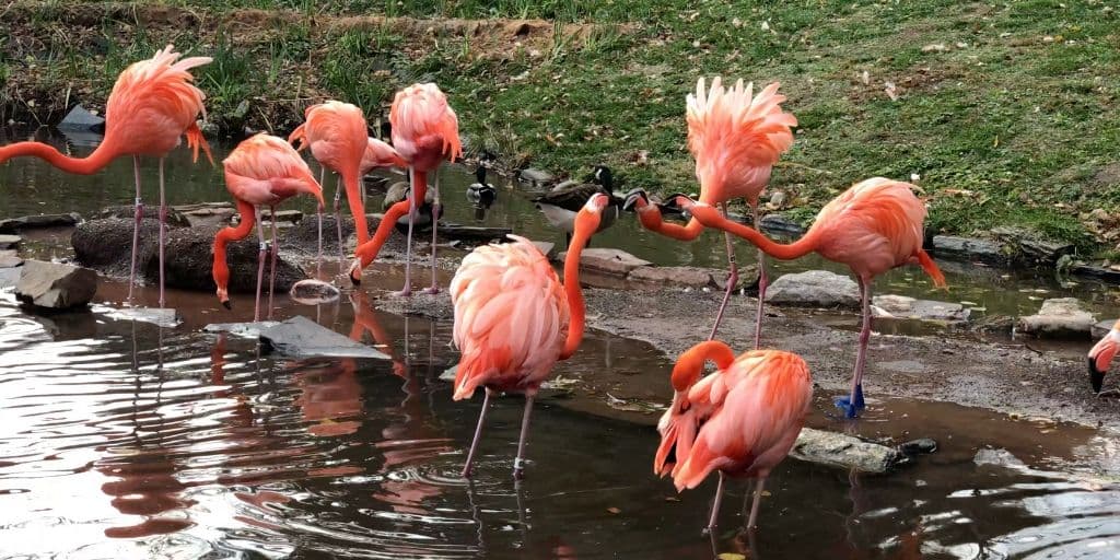 En cuanto a su
<b>pico</b>, es ligeramente curvado y en su interior cuenta con una serie de láminas que los flamencos utilizan para alimentarse y para filtrar el agua.