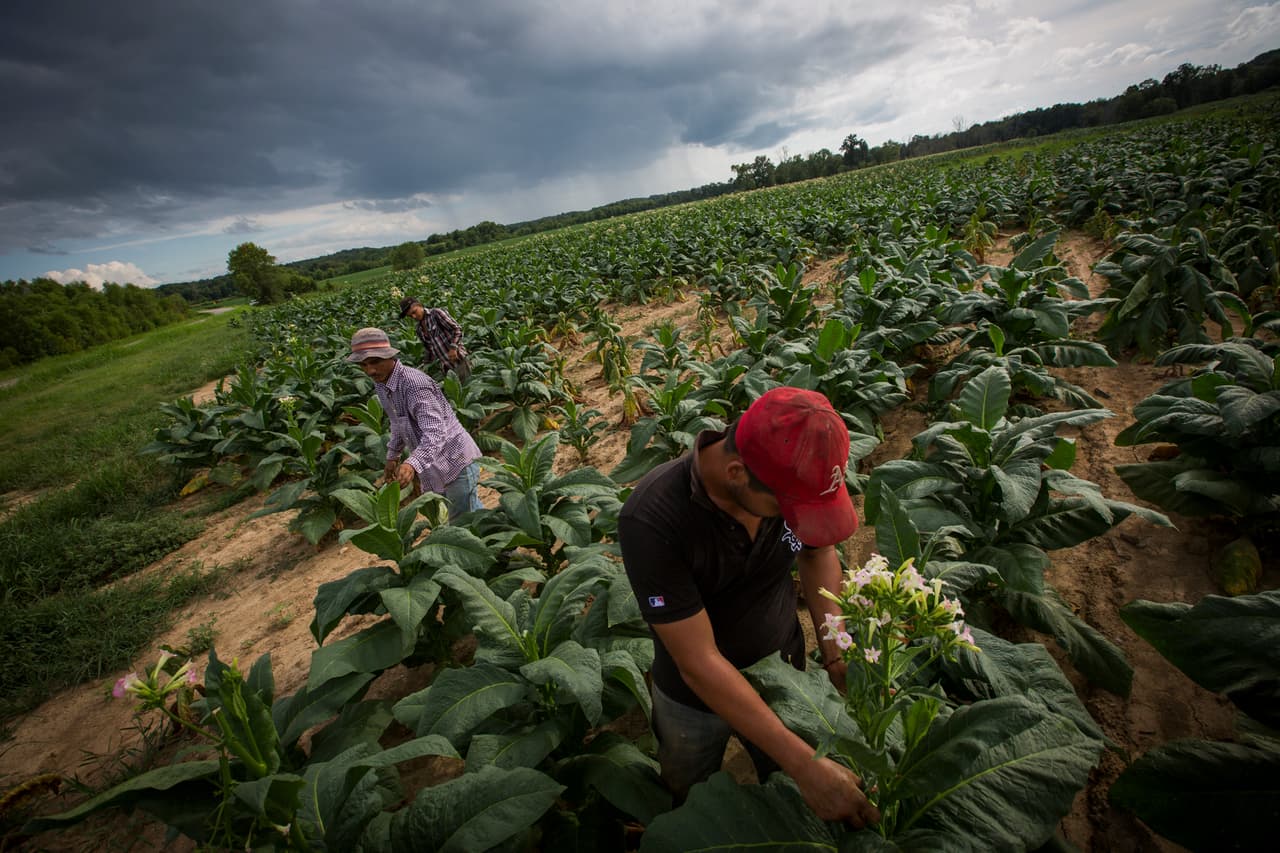 Es sábado en la tarde y un nubarrón amenaza con revestir de nicotina los cultivos. (Nacho Corbella/Univision Noticias)