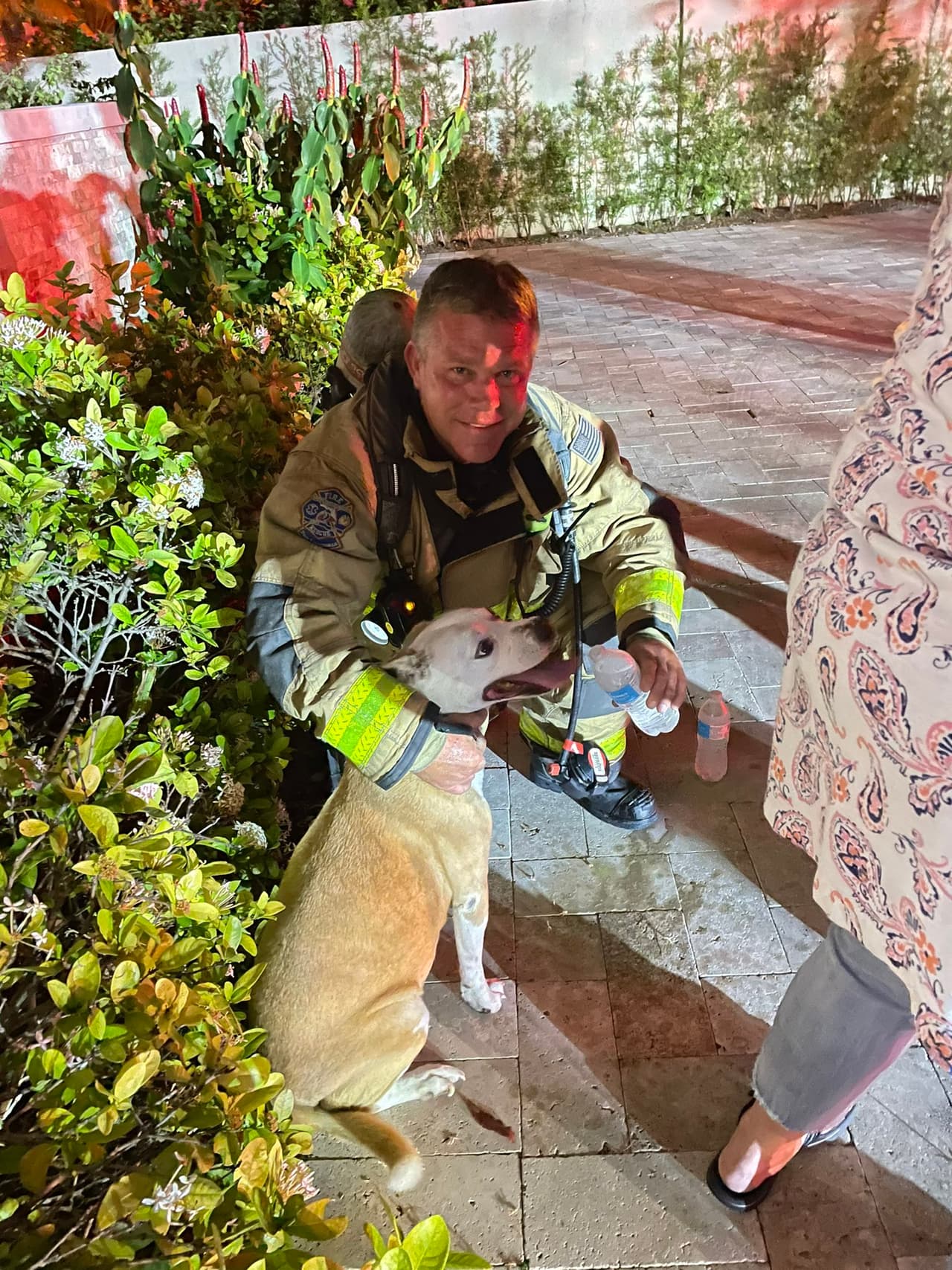 Los equipos lograron extinguir rápidamente el fuego y rescatar a los dos perros.