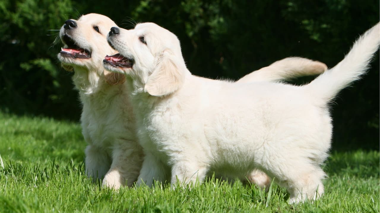 <h3 class="cms-H3-H3">Qué puede hacer el dueño</h3> Para los dueños,
<b>ignorar el problema suele empeorarlo. </b>
<br>Un perro puede ladrar
<b>por ansiedad, aburrimiento, falta de ejercicio, hambre, miedo o estímulos</b> constantes desde la calle.
<br>Algunas soluciones prácticas son dejar al perro dentro de casa en horarios sensibles, sacarlo a caminar antes de dejarlo solo, cerrar cortinas si ladra al ver movimiento, usar juguetes interactivos o
<b>consultar a un entrenador si el patrón se repite.</b>