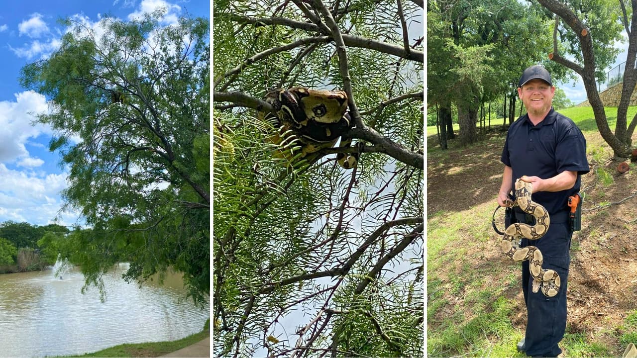 Funcionarios aprovecharon el caso para recordar que
<b> liberar mascotas no es una decisión responsable.</b> Los animales criados en cautiverio dependen del cuidado humano para vivir.
<b>La boa se encuentra ahora bajo resguardo, mientras se intenta localizar a sus dueños.</b>