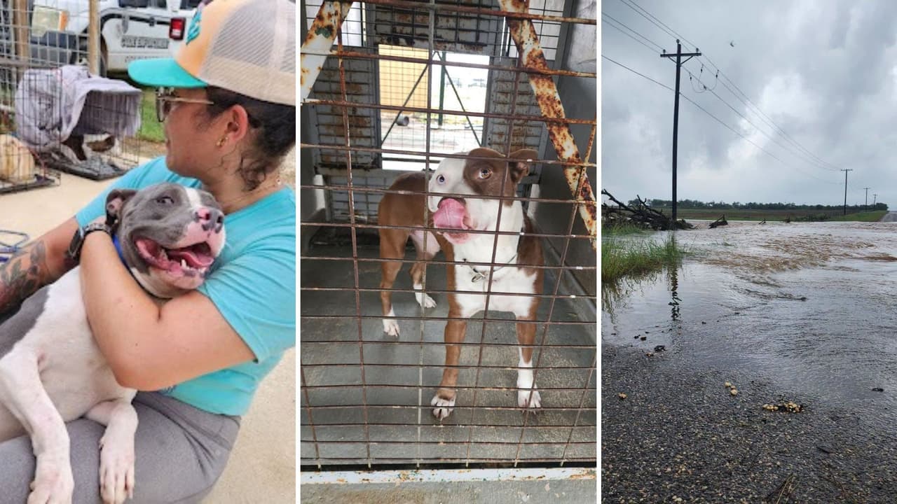 Las inundaciones que golpearon el centro de Texas en los últimos días también pusieron en riesgo a cientos de animales.
<b>Equipos de rescate y voluntarios trabajan para evacuar mascotas afectadas por el aumento del agua en comunidades de los condados Kendall y Kerr</b>, donde las lluvias provocaron caminos inundados y complicaron el acceso a varias zonas.