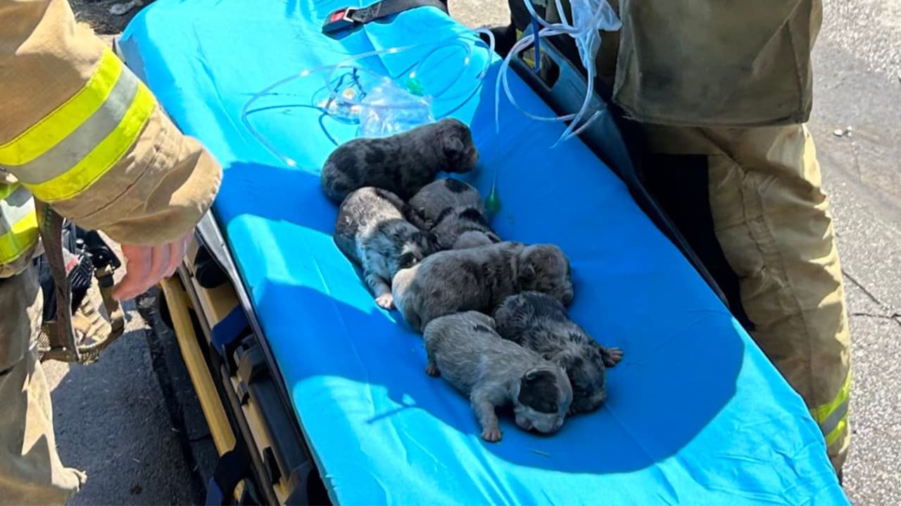 Bomberos rescatan a seis cachorritos de un feroz incendio: dos murieron intoxicados
