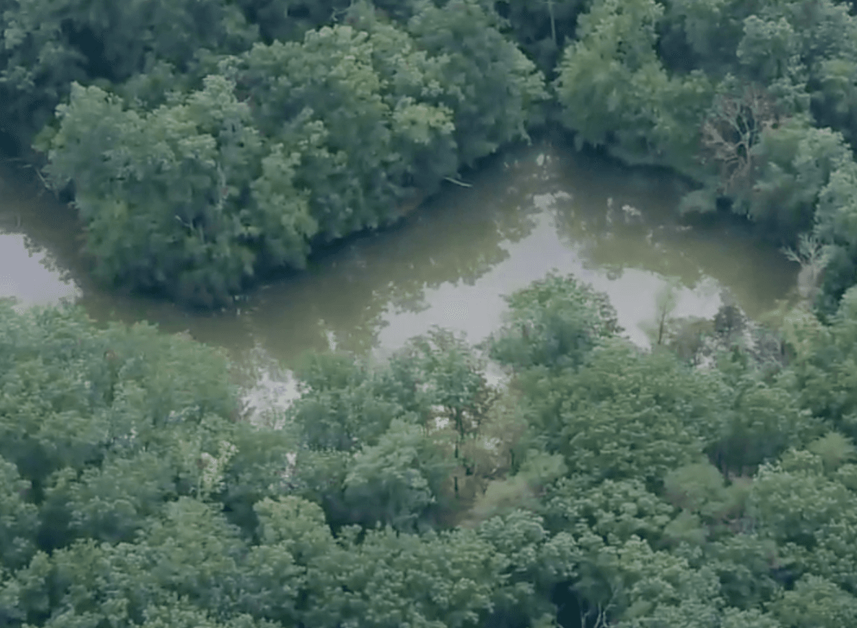 Emiten alerta ambiental para dueños de mascotas por proliferación de algas nocivas en parques