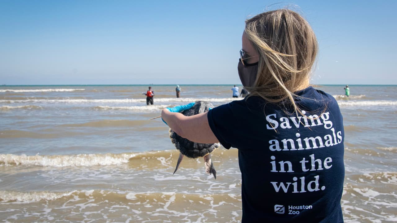 Además participó el Acuario SEA LIFE de Grapevine, Texas en el área de Dallas.