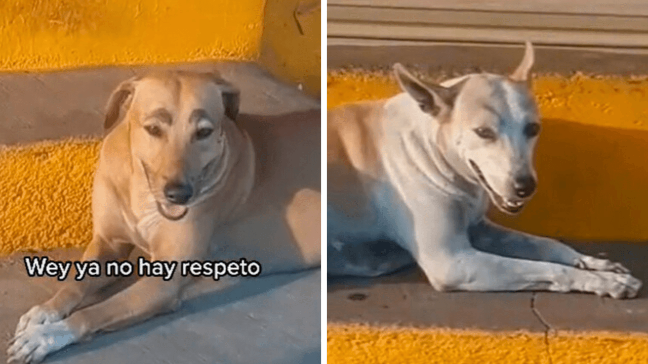 Los perritos fueron pintados con un marcador de color negro