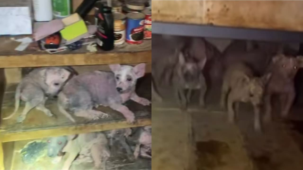 “Las condiciones eran terribles”: el rescate de 45 perros, 4 pollos y un cerdo de una casa en Houston
