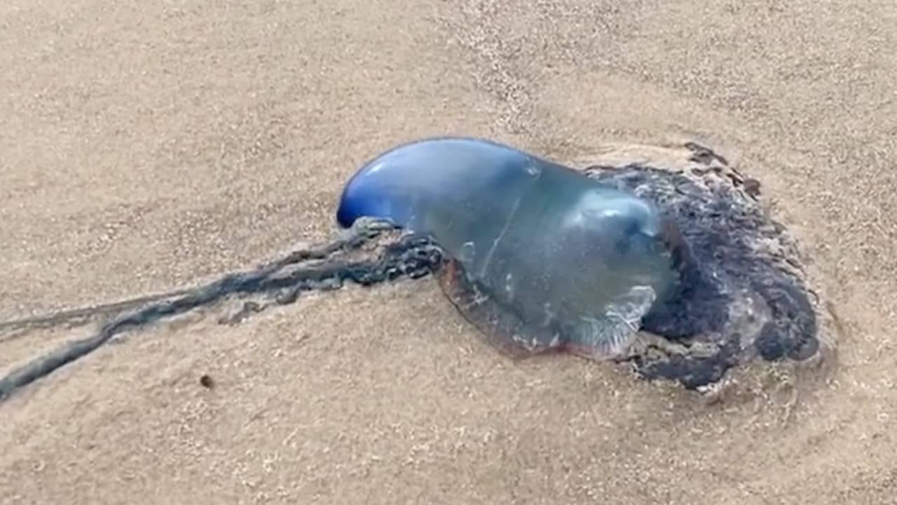 Aunque esta especie es rara vez mortal para las personas, puede causar heridas dolorosas y ronchas en la piel.