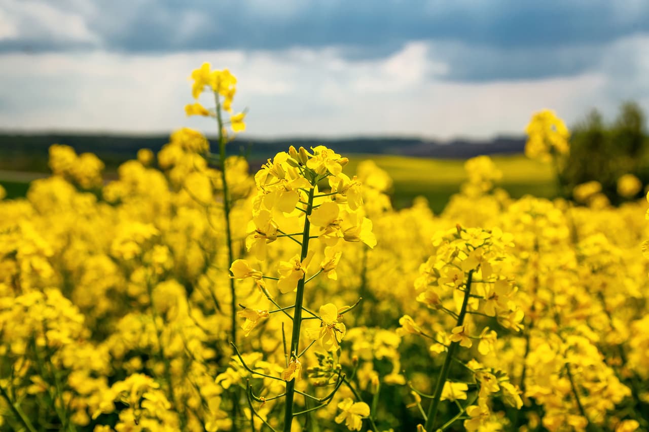 <b>Puesto 16. Aceite de canola </b>
<br>
<br>Emisión de gases de efecto invernadero para producir un kilogramo de producto: 3.8 kilogramos de CO2.
<br>
<br>Tierra necesaria para producir un kilogramo de producto: 10.6 metros cuadrados.
<br>
<br>Agua dulce necesaria para producir un kilogramo de producto: 237.7 litros.
<br>