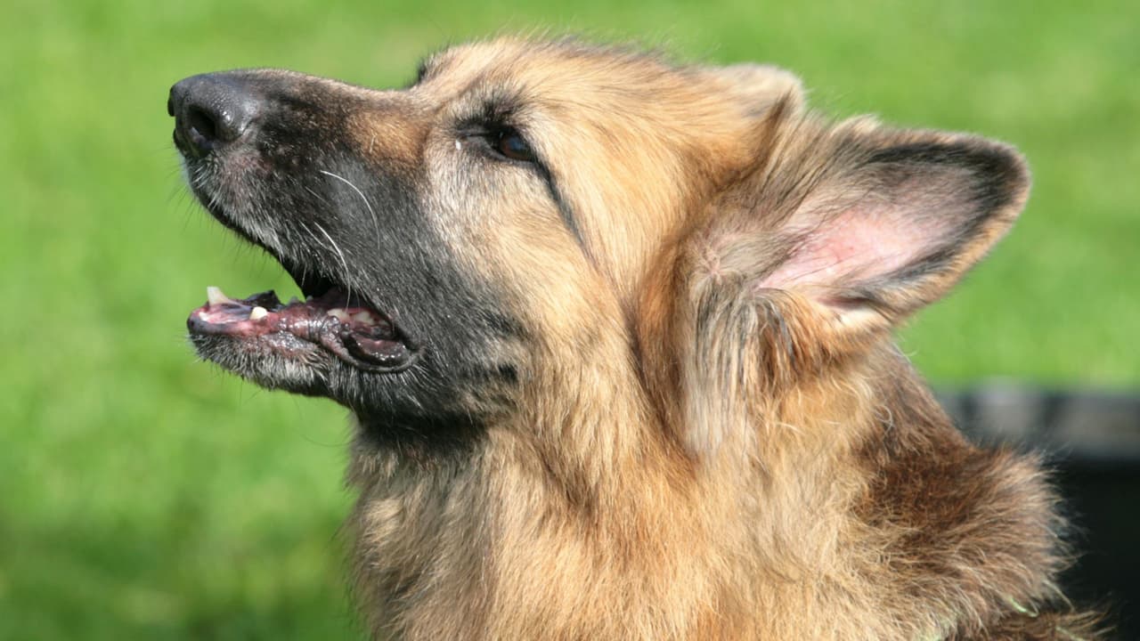 <h3 class="cms-H3-H3">San Antonio canaliza los reportes por el 311</h3> En San Antonio, los incidentes relacionados con animales
<b>deben reportarse primero al 311, por teléfono, en línea o mediante la aplicación 311SA.</b>
<br>Animal Care Services incluye entre sus servicios los casos de
<b>perros que ladran y otros animales que generan problemas en la comunidad.</b>
<br>👉🏻 Para los residentes, el primer paso claro es ese:
<b>usar el canal oficial y dar la mayor información posible.</b>