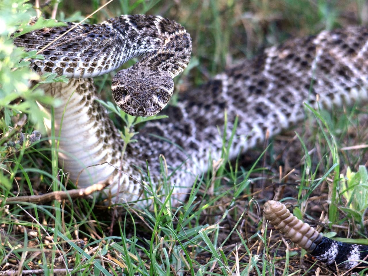 Las serpientes de cascabel se pueden encontrar en diversos hábitats, desde la costa hasta el desierto, y están muy extendidas en California.
<br>