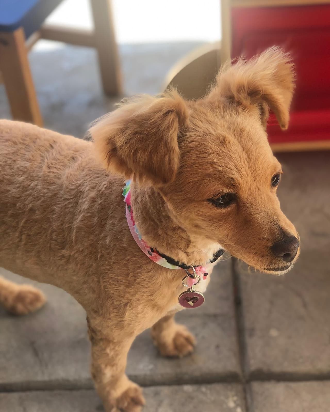 Les presentamos a Honey, la mascota de Gabriela Rosales. Estamos más que seguros que es tan dulce como su nombre.