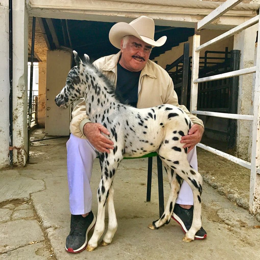 'El Charro de Huentitán' tuvo una linda colección de esta especie y los desarrolló en su criadero, como también parte de negocio.