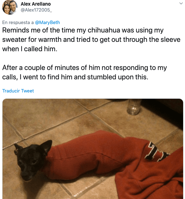 Alex Arellano, uno de los tantos usuarios que comentó la publicación, también habló de las curiosidades de su mascota: “Me recuerda el momento en que mi chihuahua usaba mi suéter para calentarse y trató de salir de la manga cuando lo llamé. Después de un par de minutos de que no respondiera a mis llamadas, fui a buscarlo y me topé con esto”. Sin duda, una muy divertida historia.