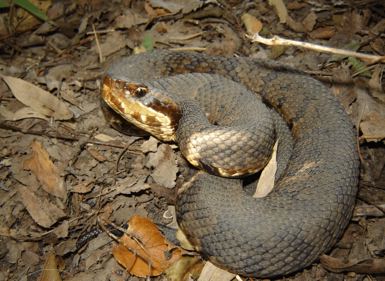 <b>- Nunca permita que metan la cabeza en agujeros o en lugares que no puedas ver con claridad.</b>