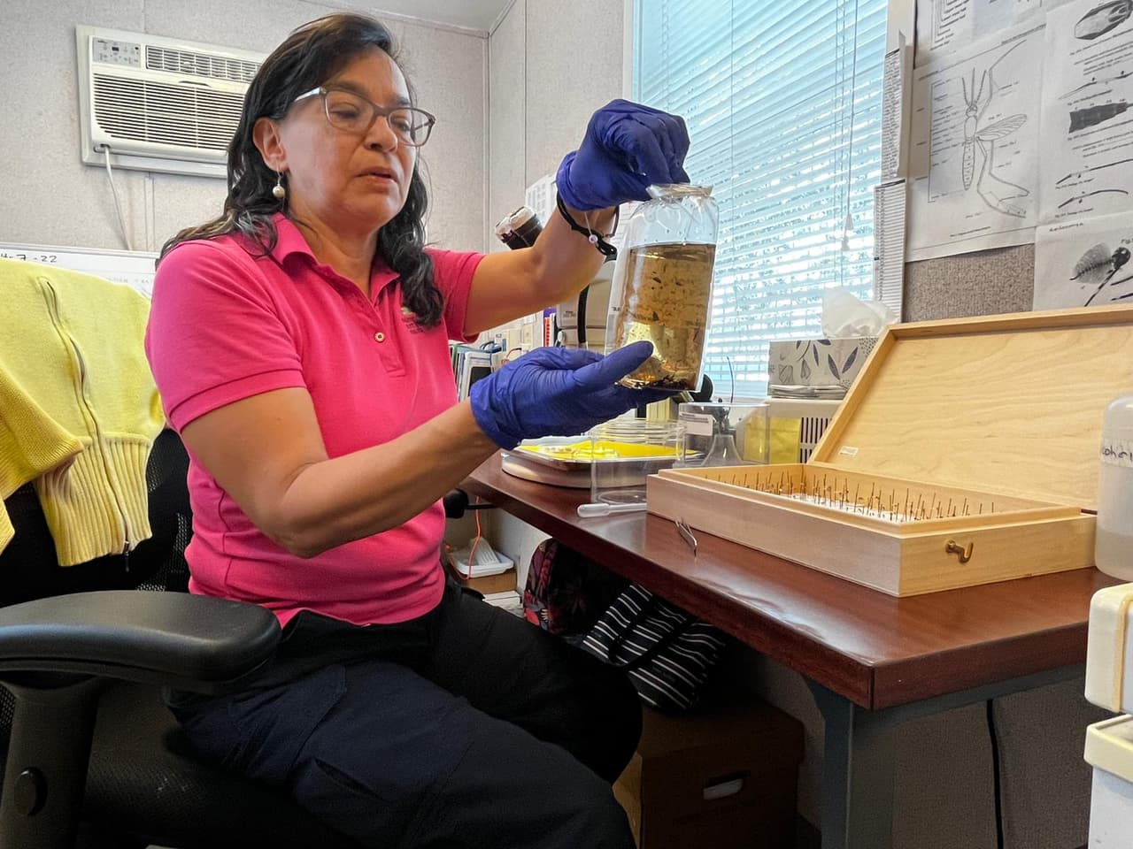 En laboratorios de Miami-Dade se analizan todas las fases de vida de estos insectos. La bióloga, Yadira Díaz, explica que han podido ver cerca de 50 especies de mosquitos.
