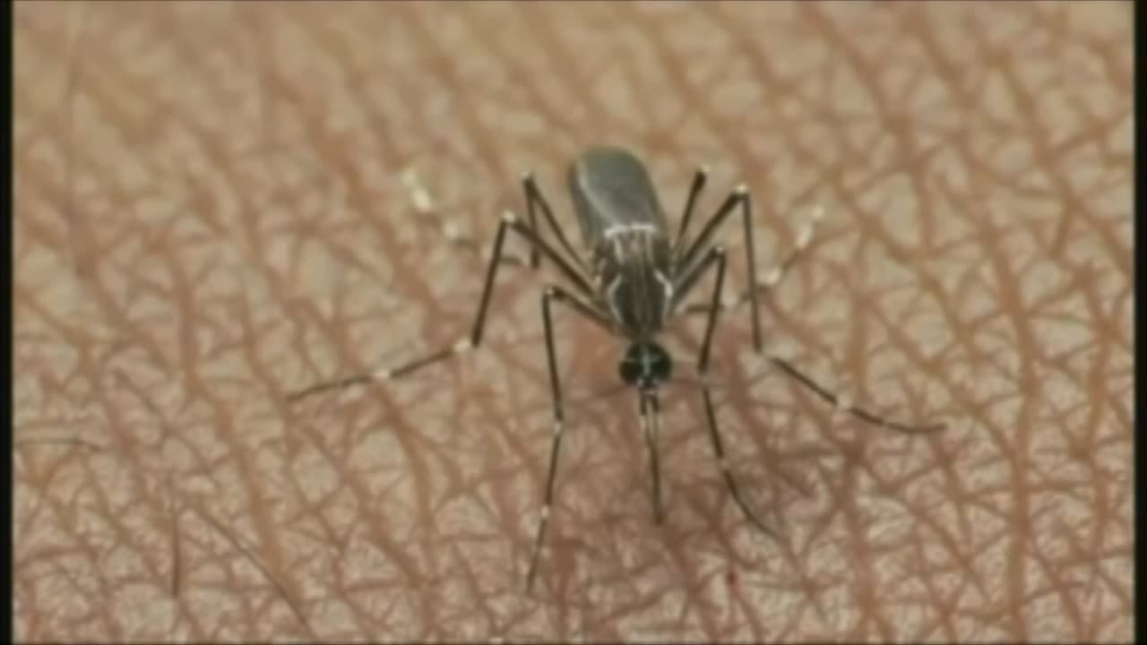 “Hay que poner en alerta a viajeros”: advierten sobre riesgos por casos de dengue en Cuba y Miami