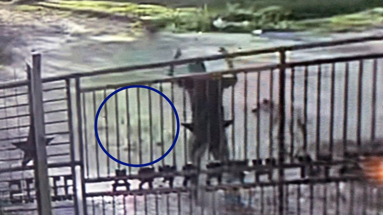 Cámaras de vigilancia residenciales captaron el momento en que la perrita, de nombre Paloma, lleva a casa el macabro hallazgo.