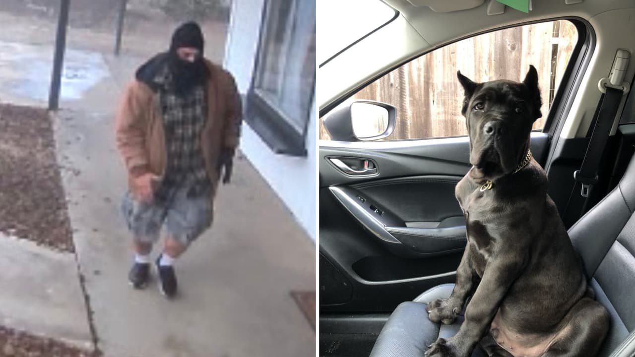 Familia de Selma ofrece recompensa para encontrar a perro de servicio robado