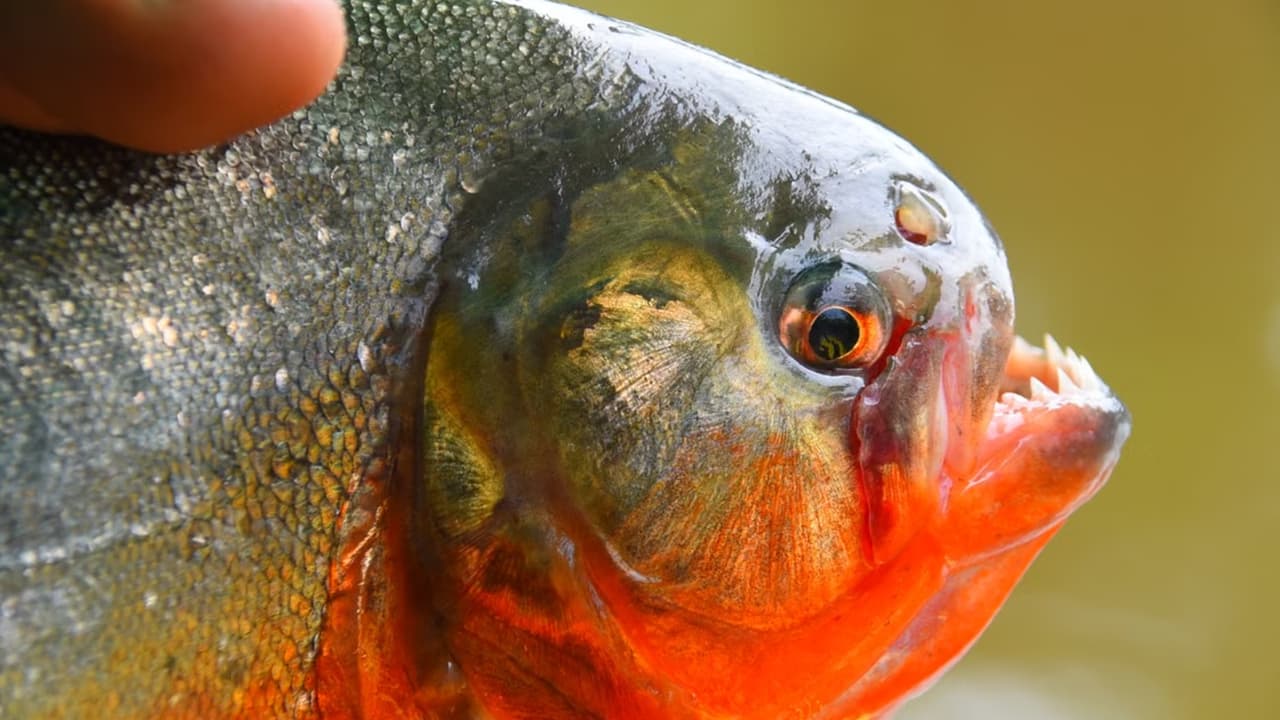 “¡Es una piraña!”: niño de 8 años captura una en un lago de Pensilvania