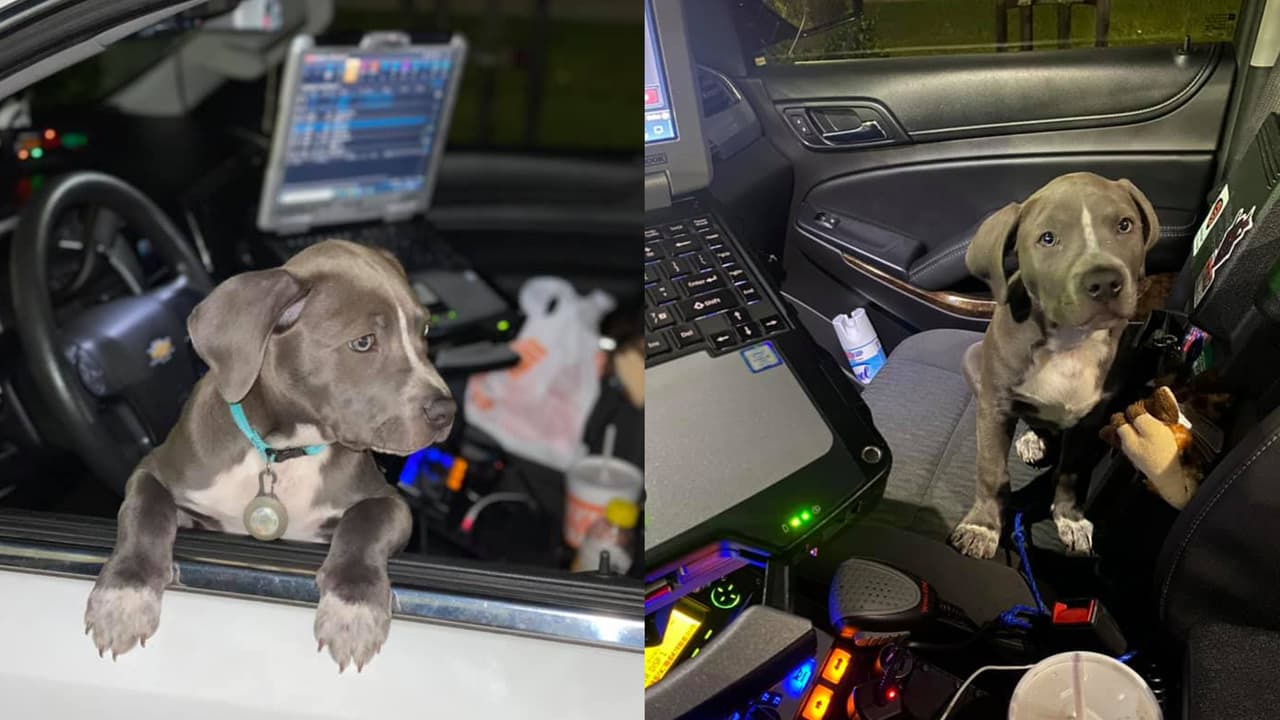 Abandonan a cachorro en vehículo accidentado en Houston en el Día Nacional del Perro