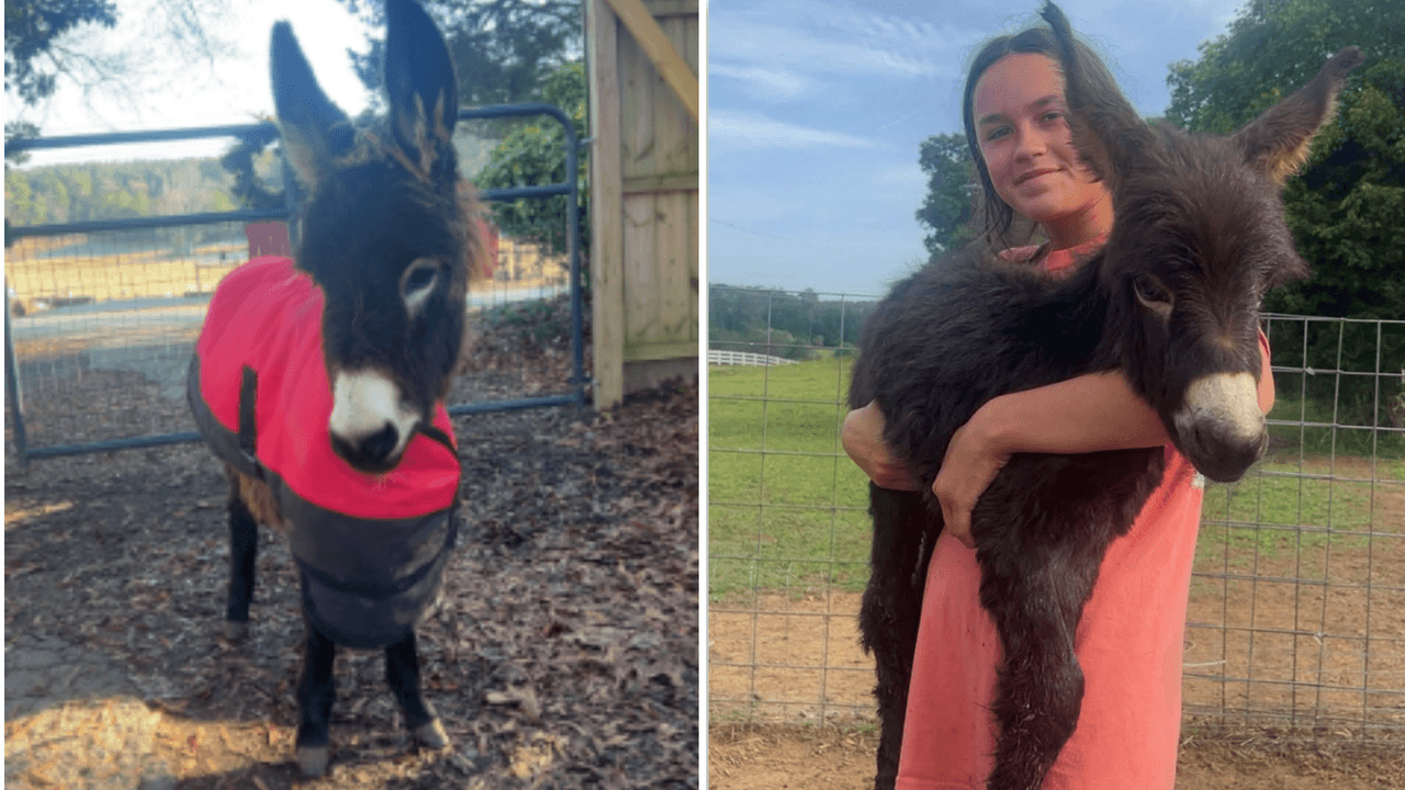 Familia dueña de 'HeeHaw' demanda y exige $1,000,000 al policía que mató al burro miniatura