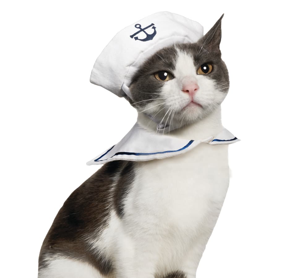 No olvides a tu mascota este Halloween: ¡él también quiere disfrazarse!