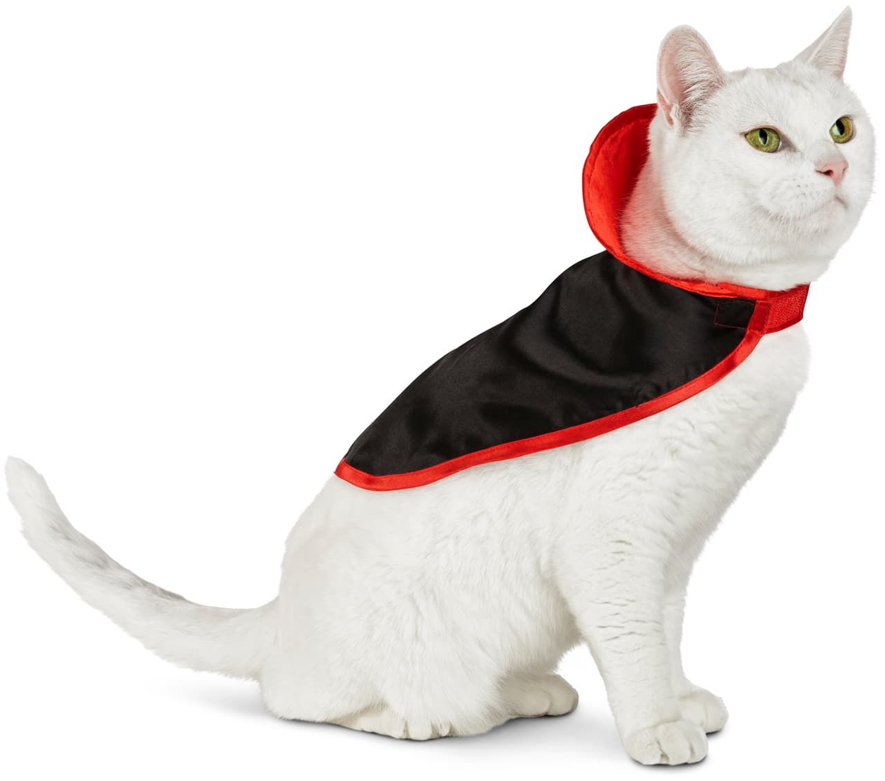 Por eso puedes comprarle una capa para que enseñe sus colmillos y luzca fantástico.