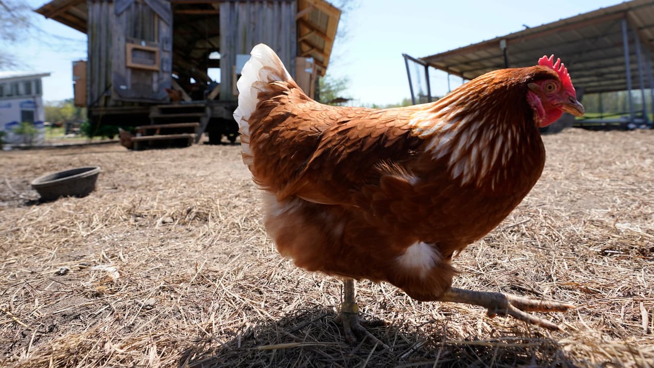 ¿Puedo criar gallinas en mi patio trasero? Estos son los requisitos y costos en Sacramento