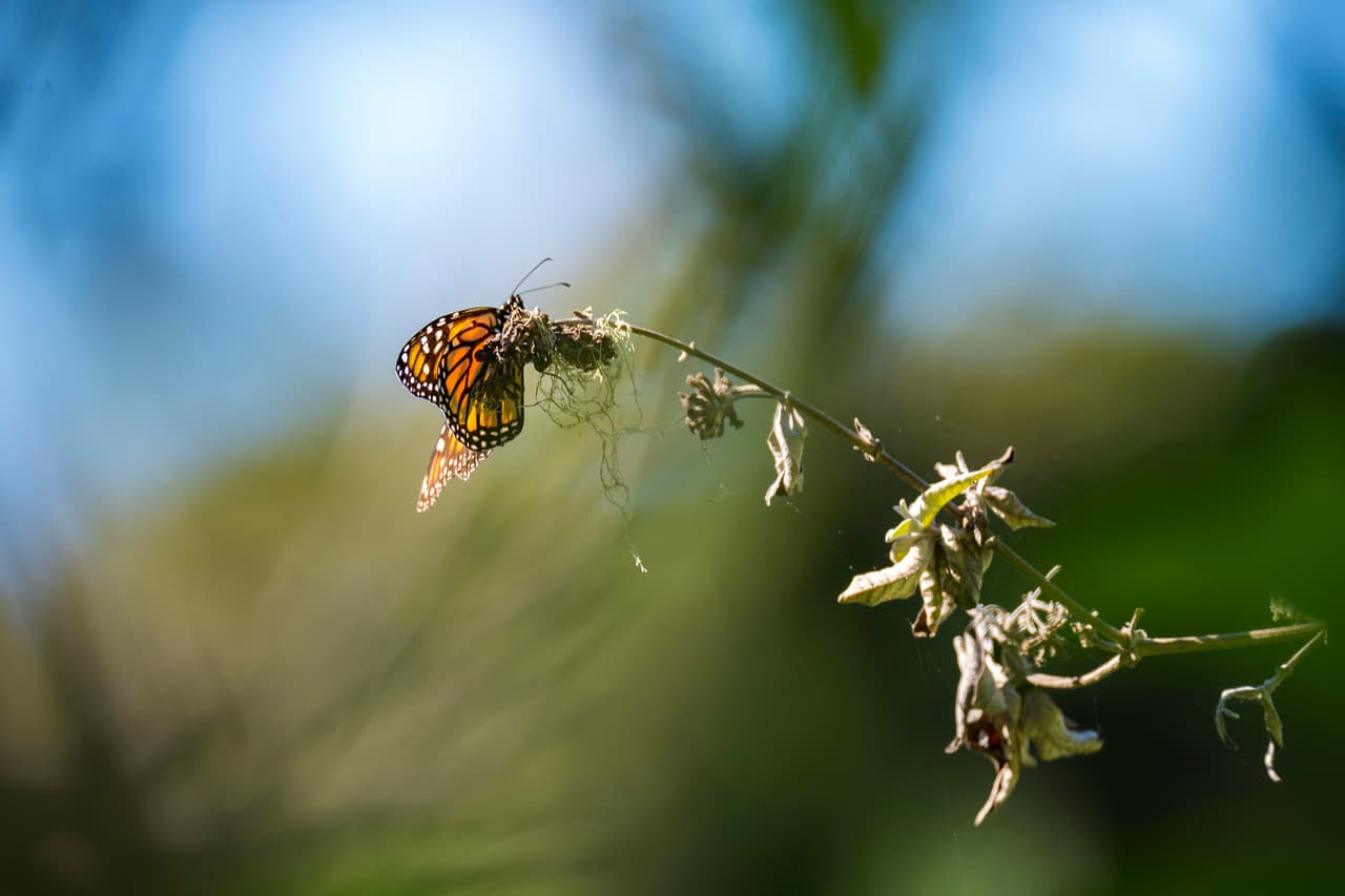 El recuento de las mariposas que lleguen este año comenzó el sábado pasado y el periodo durará tres semanas. Un cálculo no oficial realizado por investigadores y voluntarios muestra que hay más de 50,000 monarcas en los sitios de hibernación, explicó Sarina Jepsen, directora de especies en peligro de extinción de Xerces Society for Invertebrate Conservation.