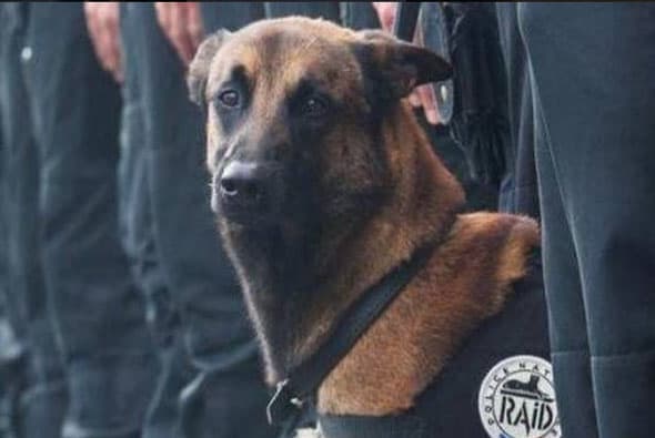 Diesel, la perra policía que murió en el operativo en Saint-Denis