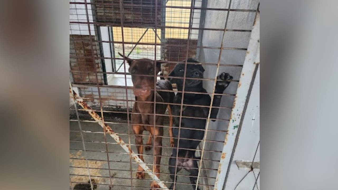 <b>Austin Pets Alive! informó que sus equipos trasladaron decenas de animales a lugares seguros</b> como parte de la respuesta ante la emergencia. La organización desplegó vehículos de transporte, personal médico y suministros para ayudar a refugios y comunidades afectadas por las inundaciones.