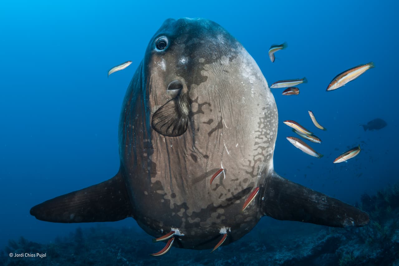 Las aguas protegidas alrededor de Carall Bernat, Islas Medas, España, son admiradas por su diversidad marina y son populares entre buceadores. El fotógrafo y buzo Jordi Chias sabía de la existencia de un área donde los llamados peces luna visitan durante la primavera para ser limpiados por los otros animales más chicos, quienes les quitan los parásitos de la piel. El pez luna adopta una posición vertical, indicando a los otros que están listo para ser limpiado. El fotógrafo pudo acercarse y tomar una foto mientras los wrasses se ponían a trabajar.
<br>
<b>Fotografía: Jordi Chias Pujol/ Museo de Historia Natural</b>