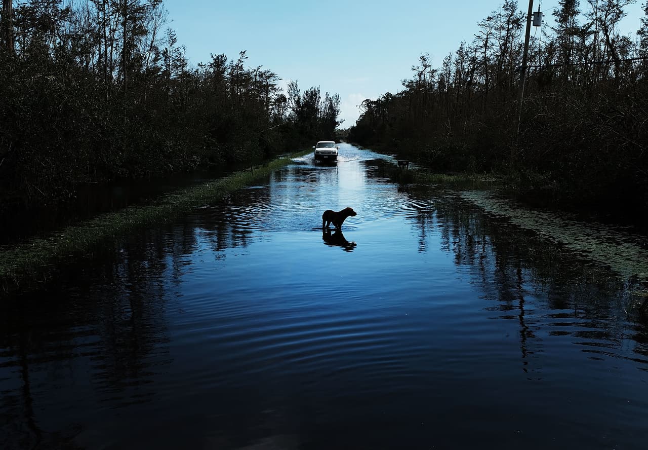 NAPLES, FL - SEPTEMBER 11: A dog walks through a flooded street in a rural part of Naples the day after Hurricane Irma swept through the area on September 11, 2017 in Naples, Florida. Hurricane Irma made another landfall near Naples yesterday after inundating the Florida Keys. Electricity was out in much of the region with extensive flooding. (Photo by Spencer Platt/Getty Images)