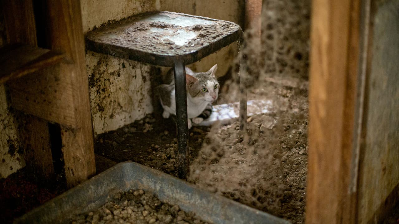 Se rescataron a 30 perros, 28 gatos y 2 gatitos recién nacidos, según informó Houston SPCA en un comunicado.