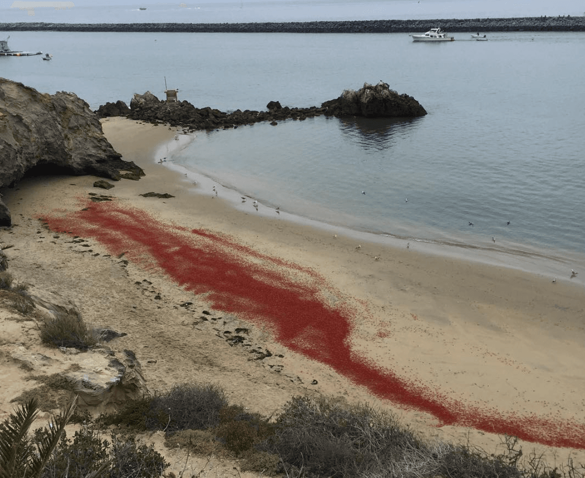 La playa se cubrió de rojo por los cangrejos.