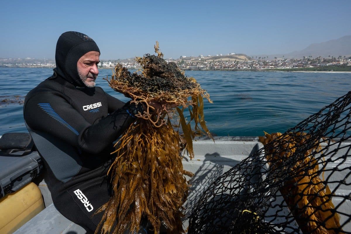 El investigador de ecología marina Guillermo Torres prepara macroalgas para su replantación como parte de un proyecto de restauración en la península de Baja California, cerca de Puerto Nuevo, estado de Baja California, México, el 1 de octubre de 2026.
