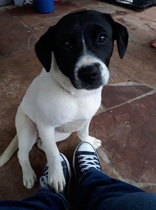 Oreo, de 10 semanas, es la perrita de María Torres.