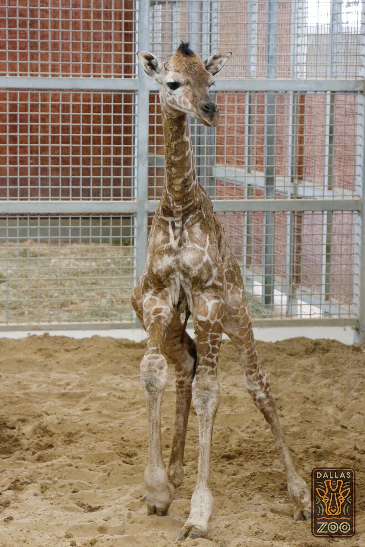 Tsavo es el primer varón de Katie, la jirafa que cautivó a millones al dar a luz en una transmisión en vivo en el 2015.