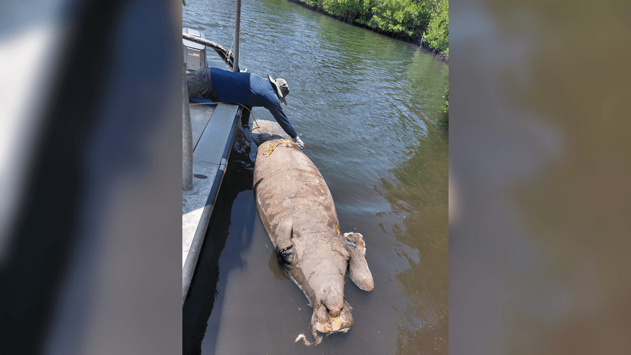 Manatí hembra muere en Salinas tras impacto de embarcación