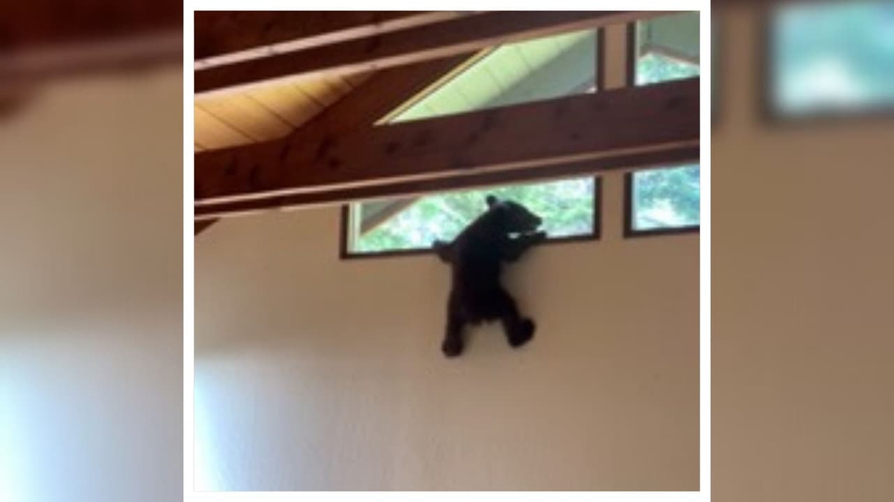 Salió su mamá, pero él se quedó: un osito bebé queda atrapado en una casa en California