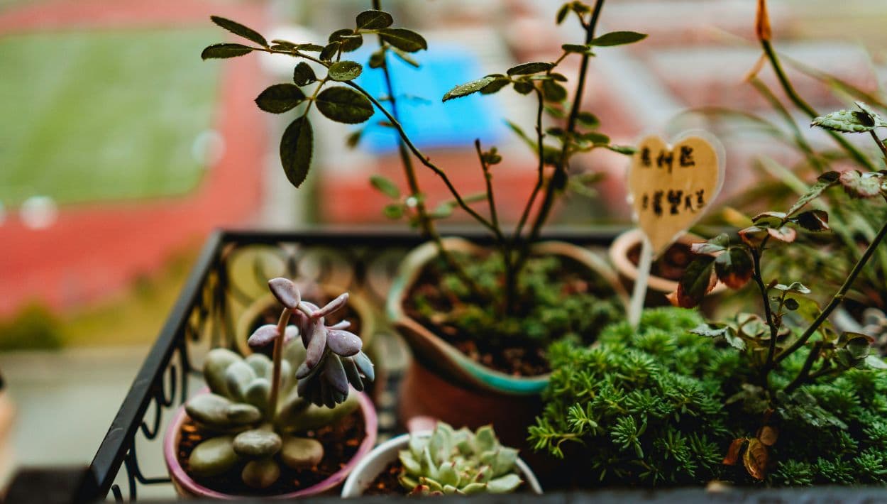 Un hobby perfecto para el verano: crea tu propio mini jardín en casa
