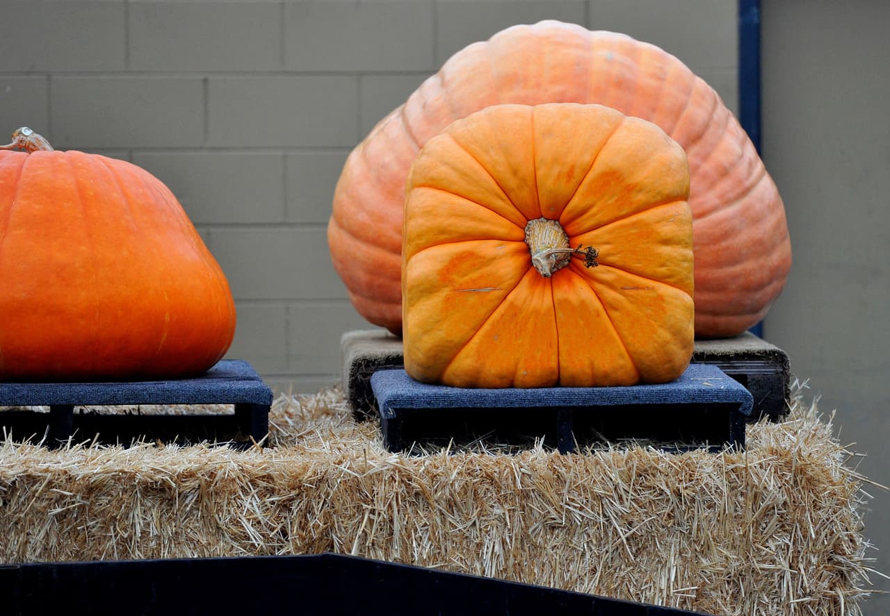 <b>Mr. Jones Farms</b>
<br>En este huerto de calabazas en Torrance, las calabazas gigantes pesan hasta 150 libras. Después de elegir una calabaza, tienes la opción de visitar el zoológico interactivo de $5 para ver a las gallinas y cerditos. Tom el pavo espera en el zoológico interactivo de $5 con conejos, gallinas y cerditos. Y por $20 adicionales puedes saltar en los toboganes inflables.
<br>
<br>
<b>Dónde:</b>
<a href="https://maps.apple.com/?q=33.80588%2C-118.35264">3825 Pacific Coast Hwy., Torrance, California 90505</a>
<br>
<b>Horario:</b> Hasta el 31 de octubre (9am - 9pm)
<br>
<b>Costo:</b> Gratis